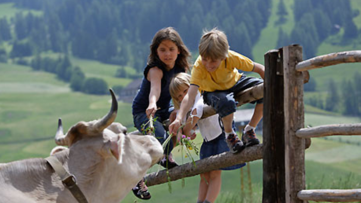 Bambini allungano erba a una mucca oltre uno steccato, con prato di montagna sullo sfondo