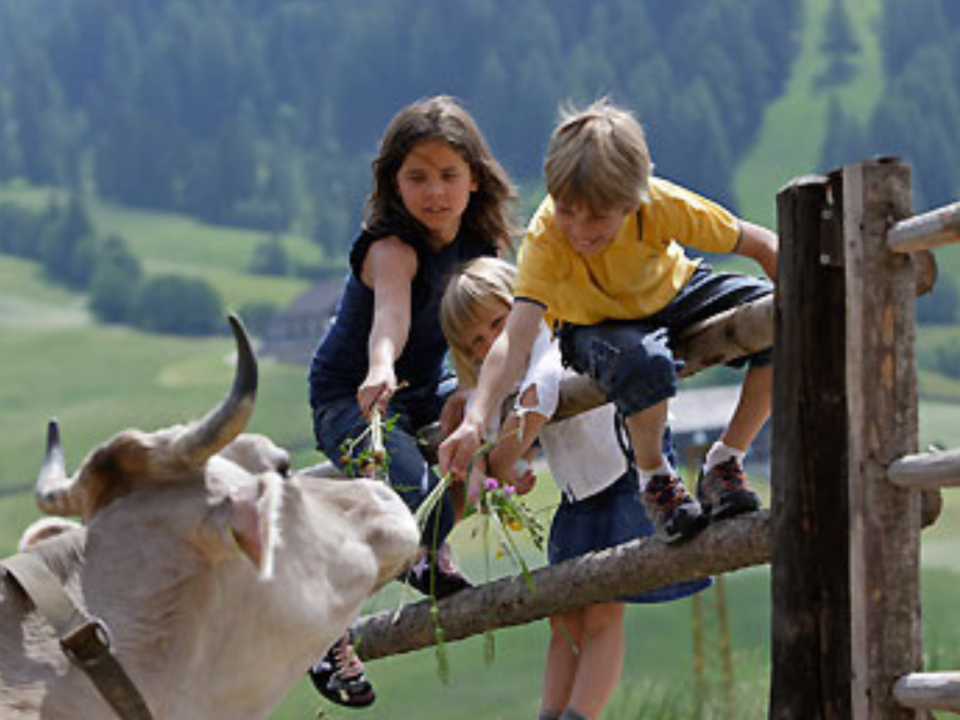 Bambini allungano erba a una mucca oltre uno steccato, con prato di montagna sullo sfondo