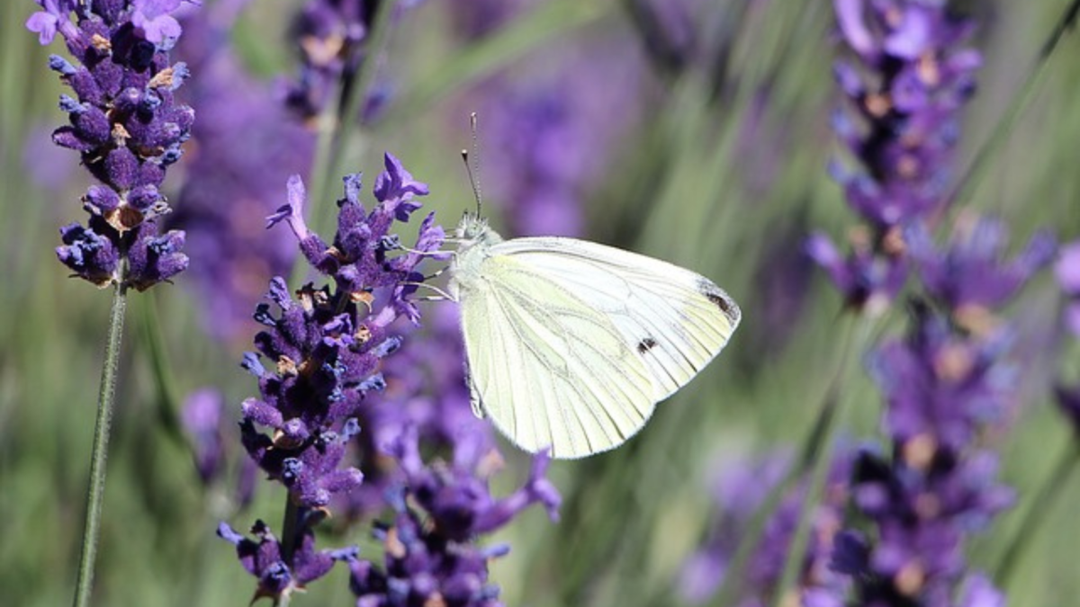 Farfalla bianca posata su un fiore di lavanda