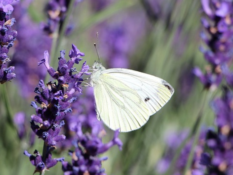 Farfalla bianca posata su un fiore di lavanda