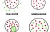 Schema che illustra con cerchi e pallini colorati i concetti di esclusione, segregazione, integrazione e inclusione